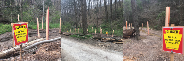 Grouped Photos - arbor day