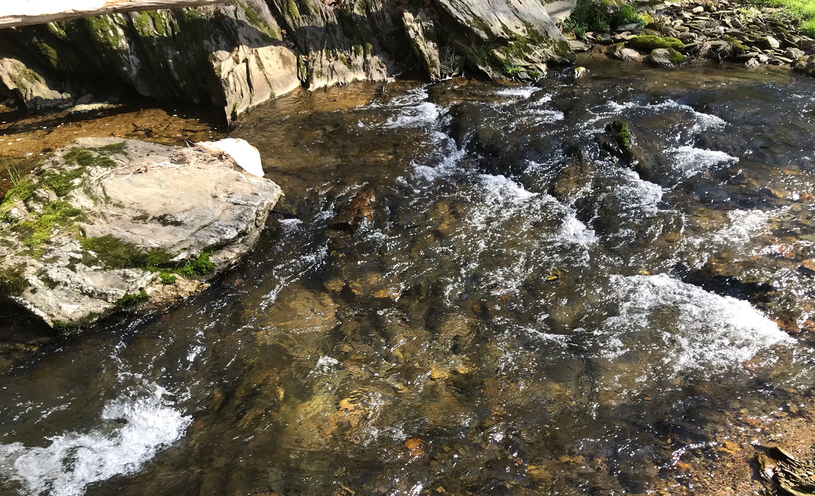 water clear