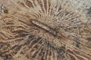 Bark beetle galleries