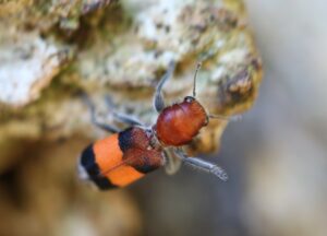 Orange banded clerid beetle