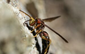 Ringed paper wasp