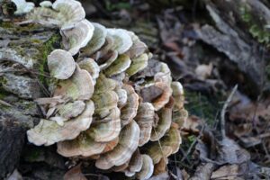 Turkey tail fungus