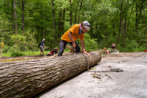 Man in orange t-shirt wraps chain around log laying in a forest road. 