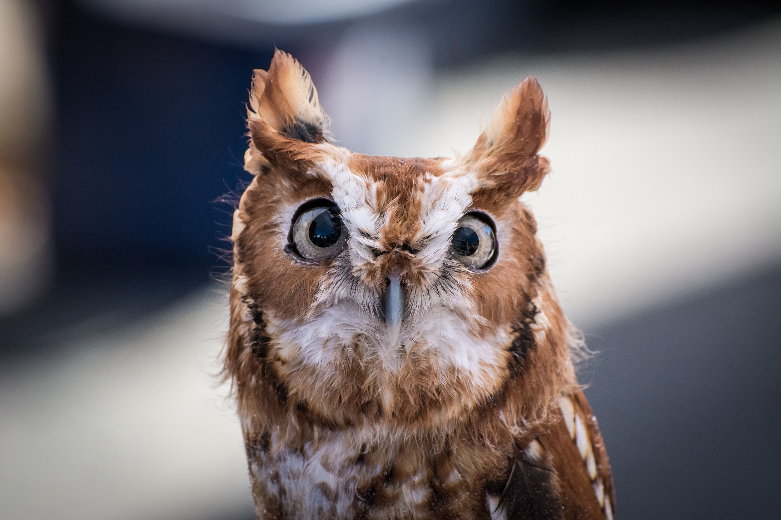 Details about   BROWN TEXTURED OWL & SQUIRREL. 