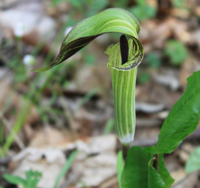 Jack-in-the-pulpit_cropped