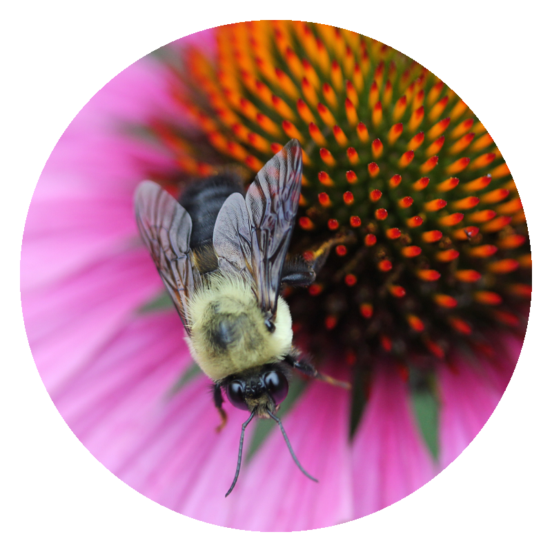 Cone Flower