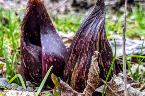 Look for These Native Winter Plants on Your Next Hike
