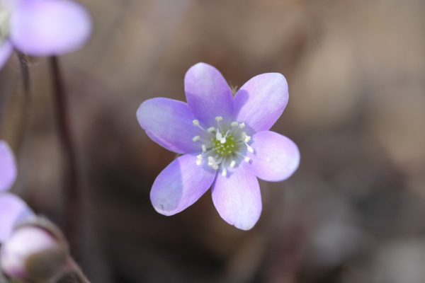 What’s Blooming at Shenks Ferry Wildflower Preserve