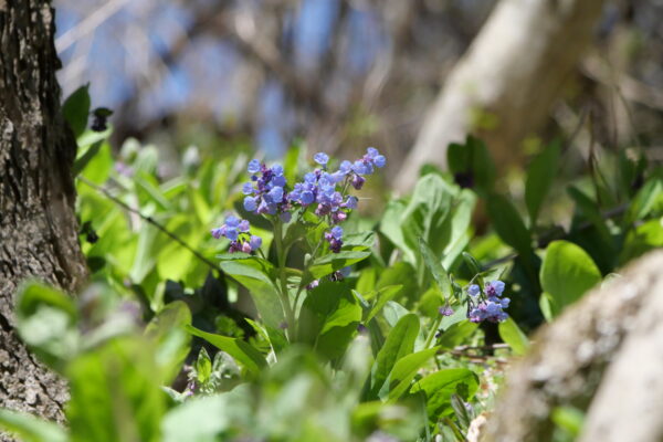 What’s Blooming at Shenks Ferry Wildflower Preserve