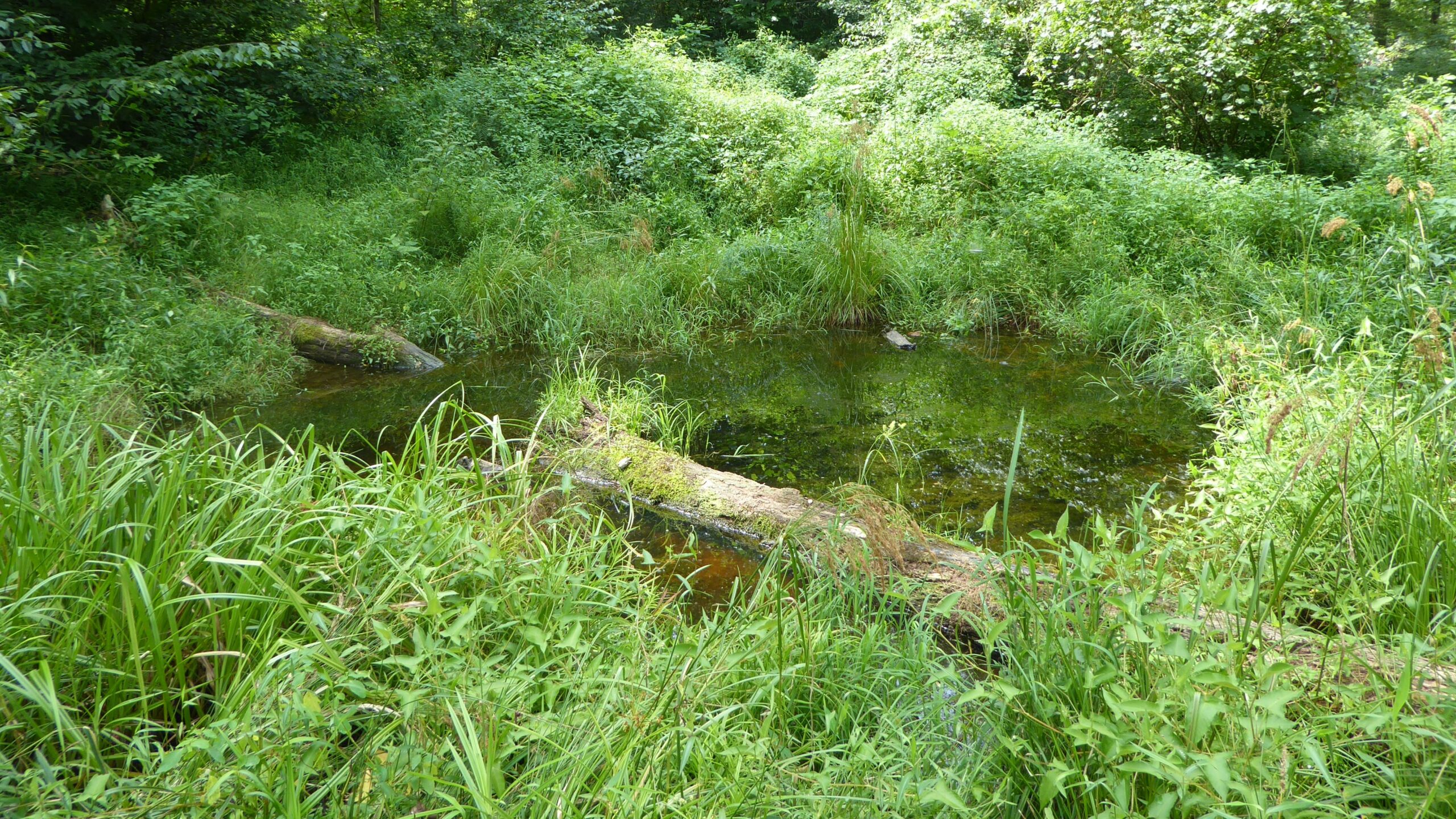 Vernal Pool 16x9