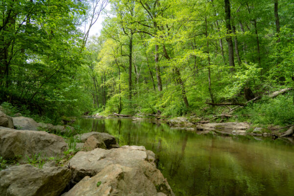 Trees along Fishing Creek