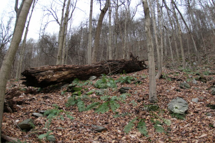 Fallen tree at Cuffs Run by Keith Williams