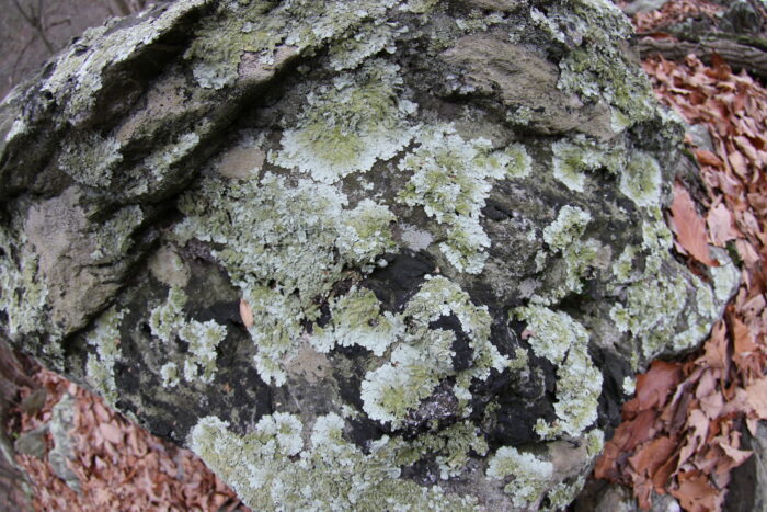 Lichen on a rock at Cuffs Run by Keith Williams