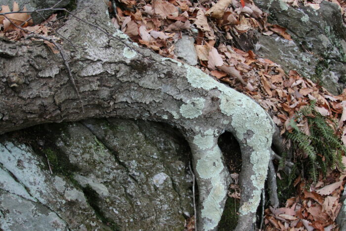 Tree roots over rock at Cuffs Run by Keith Williams