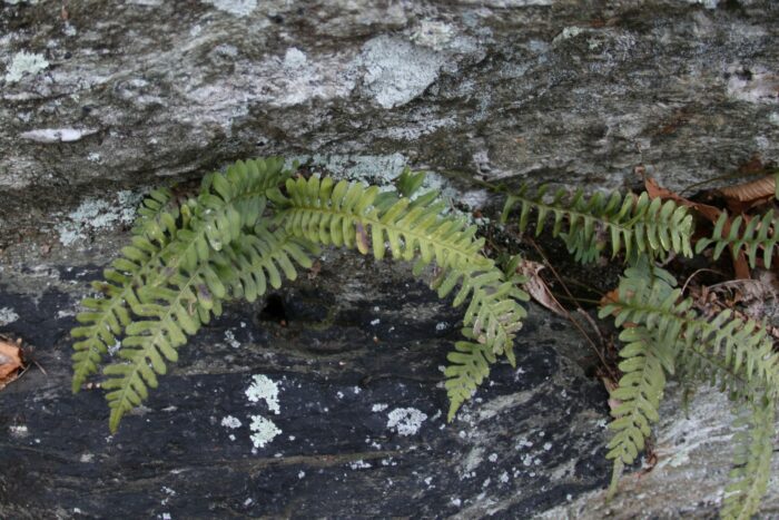 Ferns at Cuffs Run by Keith Williams