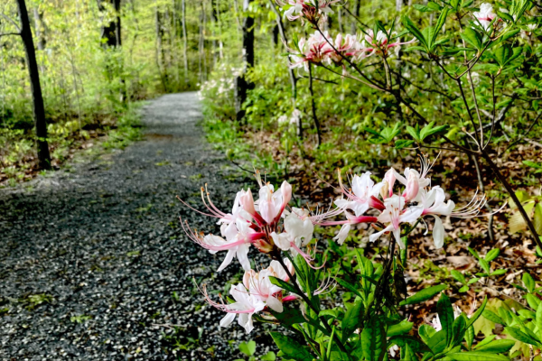 Where to See Wildflowers Besides Shenks Ferry