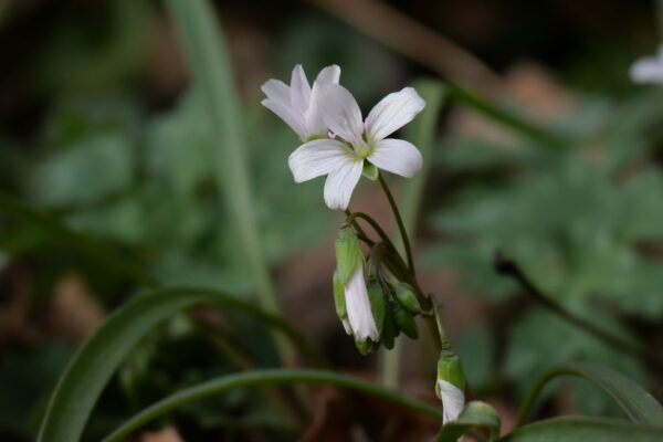 What’s Blooming at Shenks Ferry Wildflower Preserve 2024