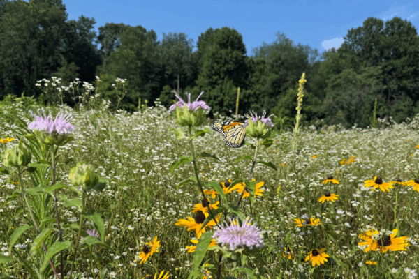 Restoring Meadows at Kellys Run Nature Preserve
