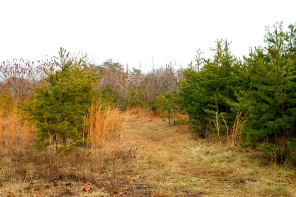 Transfer of Rock Springs Nature Preserve Ensures Future of Globally Rare Serpentine Barrens in Lancaster County