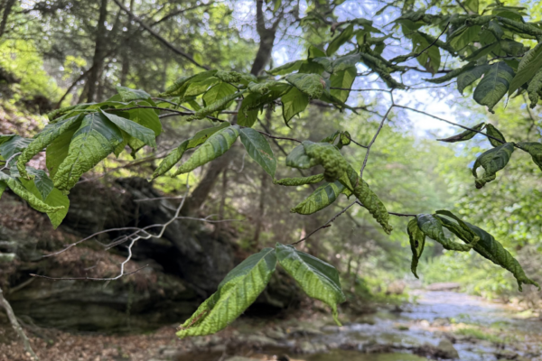 Nature’s Least Wanted: Invasive Species Threatening Our Landscape