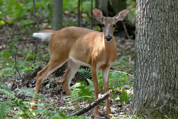 Wildlife Research on Lancaster Conservancy Preserves