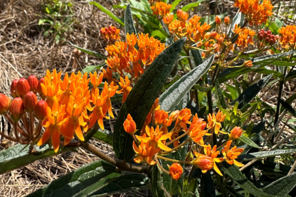 Plant This, Not That: Native Gardening for Wildlife & Clean Water