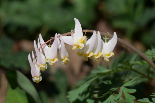 What’s Blooming at Shenks Ferry Wildflower Preserve 2026