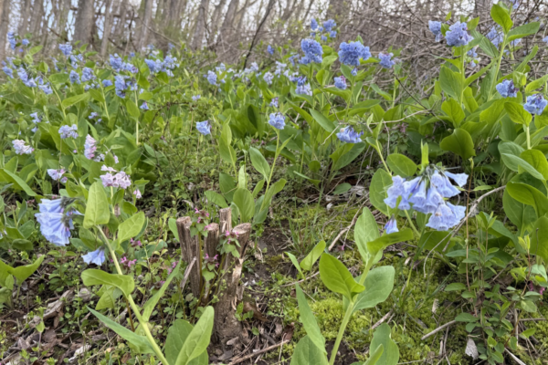 Bush Honeysuckle to Bluebells: Restoration at Windolph Landing