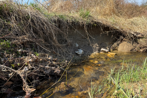 Wetland and Floodplain Restoration Beginning Soon at Wizard Ranch Nature Preserve